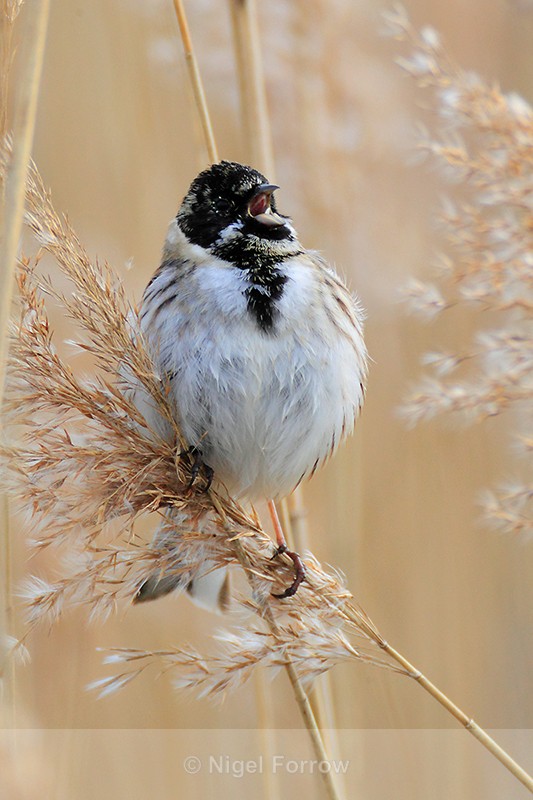 Reed Bunting (male) singing perched on a reed - Reed Bunting