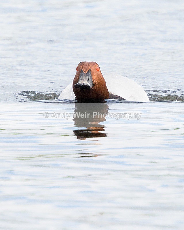 20170523-8E0A1191 - Pochard