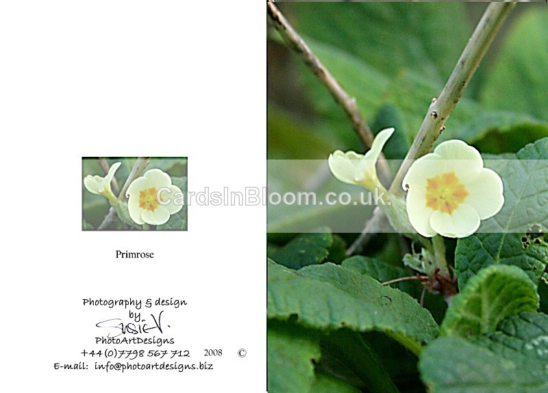 Spring 2.  Primrose - Spring