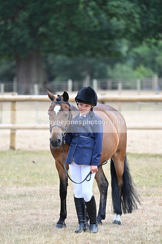 WJ7_9551 - Class 5 Most Handsome Gelding (up to 14.2hh)