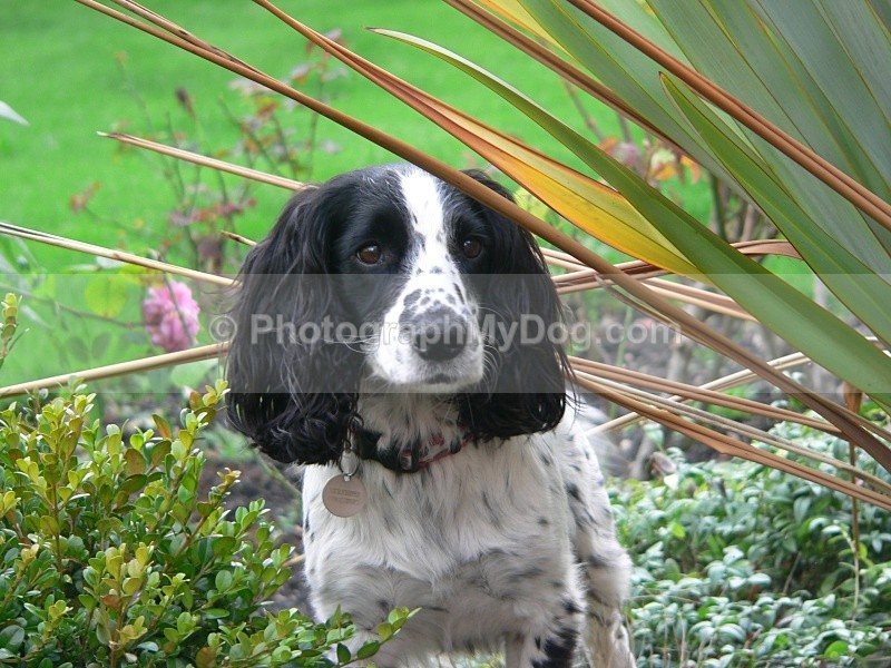  - Cocker Spaniels