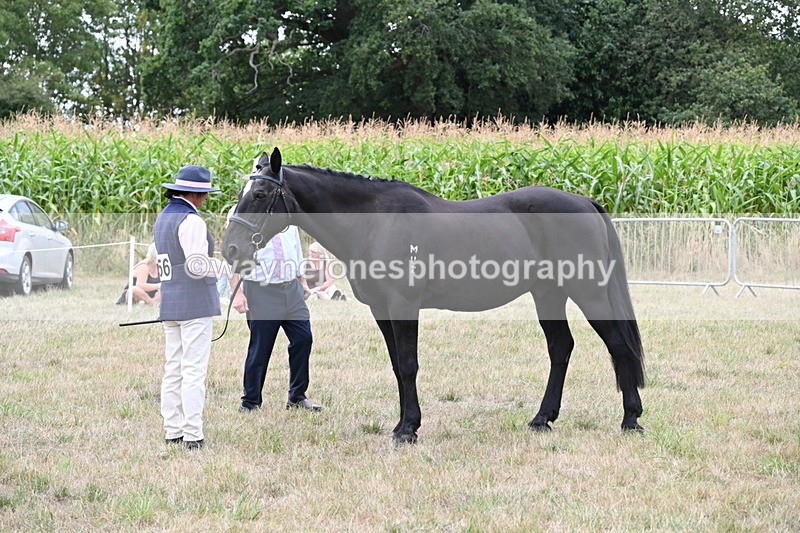 WJ6_6105 - Class 19 In-hand Veterans (Uploaded correct folder)