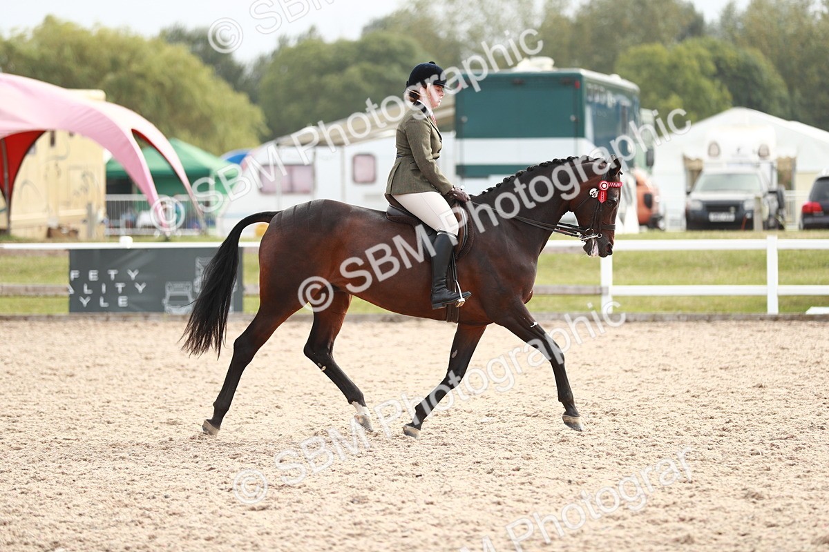 SBM_17560 - Class 215 Ridden Hack/ Riding Horse