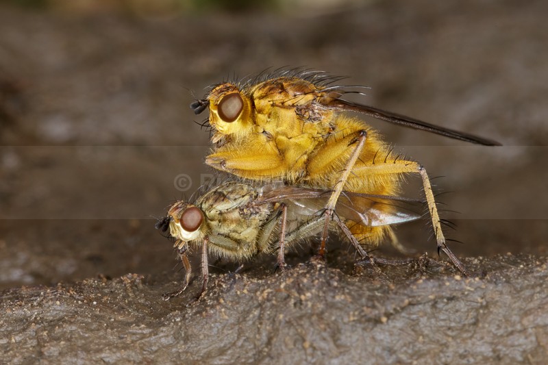 Yellow Dung Flies (Scathophaga stercoraria) mating - Yellow Dung Fly (Scathophaga stercoraria)