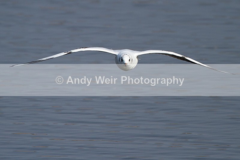 20120324-_MG_9810 - Gulls