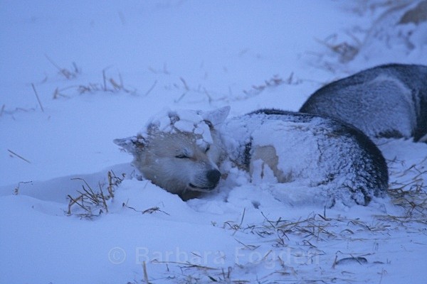Husky 2708 - Winter in the daylight