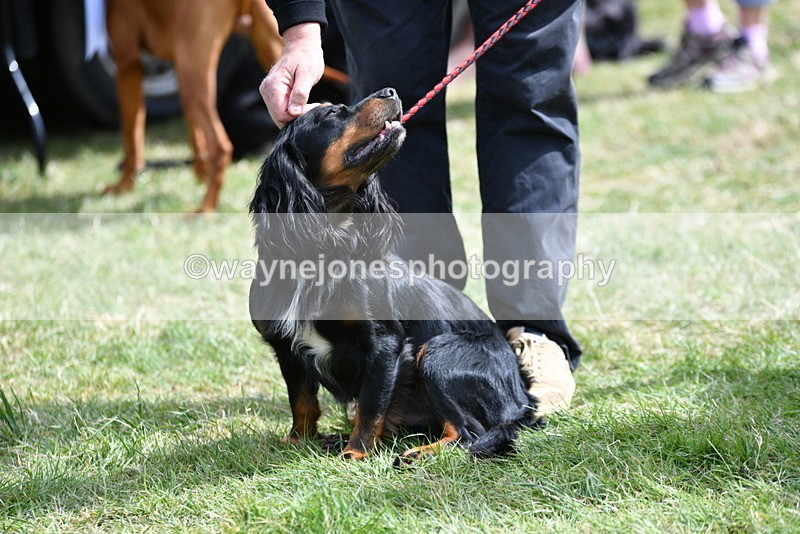 WJ5_9805 - Class 3 Most Handsome Dog