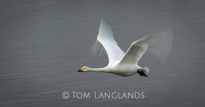 Whooper Swan - Swans and Geese