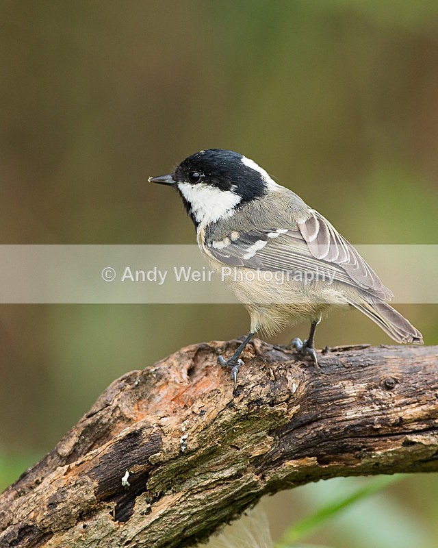 20130825-3K8A5662 - Coat Tit