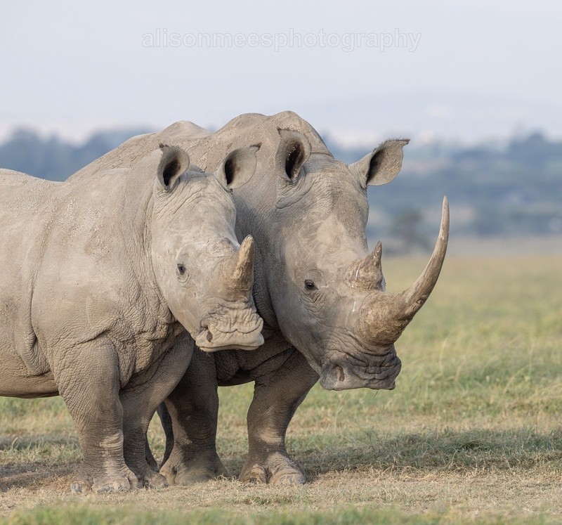  - African Safaris
