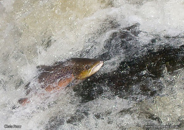 Leaping Salmon I - Animals/ Wildlife