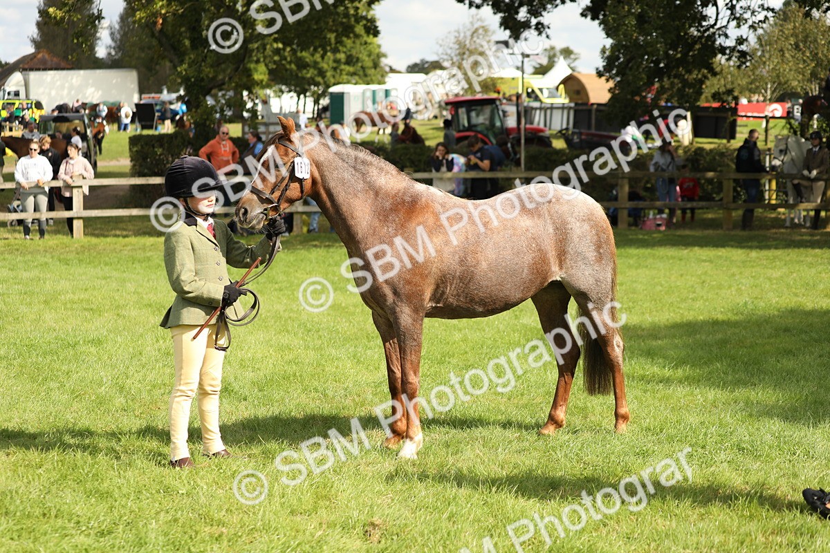 SBM_62817 - S46 - Mountain & Moorland In Hand Small Breeds