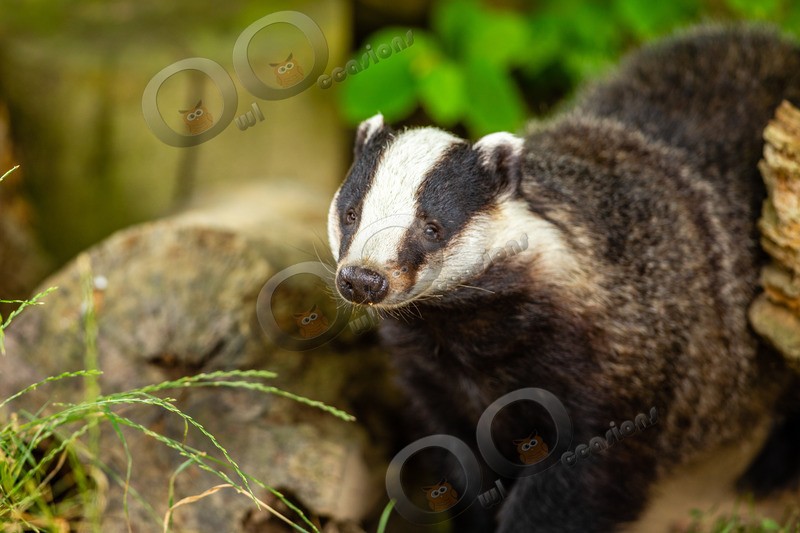badger Meles meles-8197 - UK Wildlife