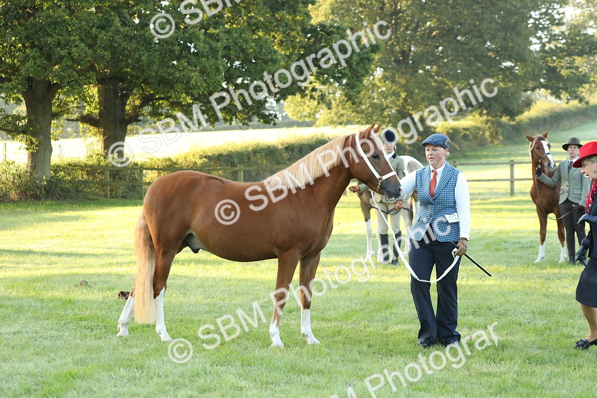 SBM_57826 - S42 - Youngstock