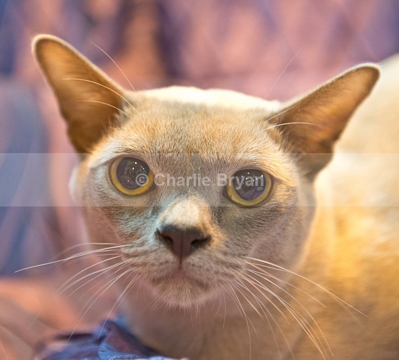  - 40th Supreme Cat Show NEC Birmingham