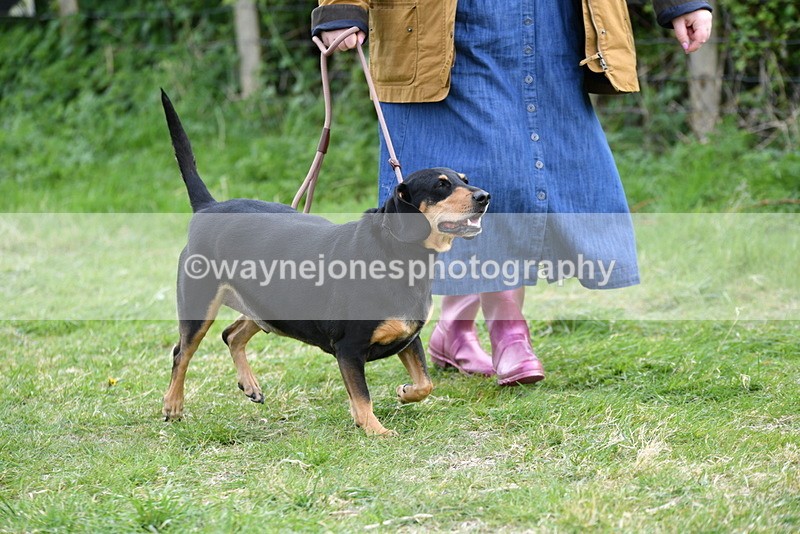 WJ5_0044 - Class 5 Best Veteran / 7 years & over