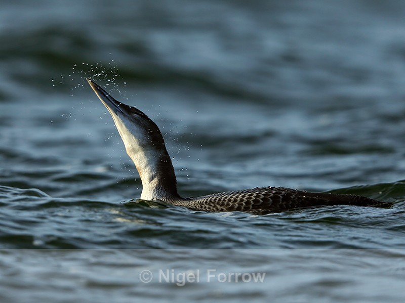 Great Northern Diver shaking head, Farmoor - Great Northern Diver