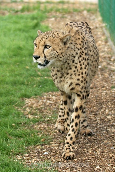 Murphy, cheetah at WHF
