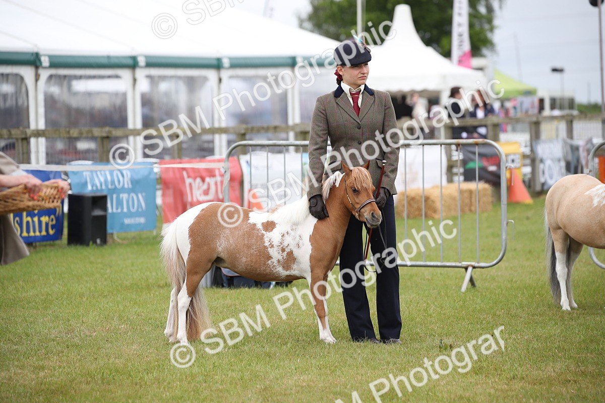 SBM_03986 - Class 23-25 - British Miniature Horse of the Year