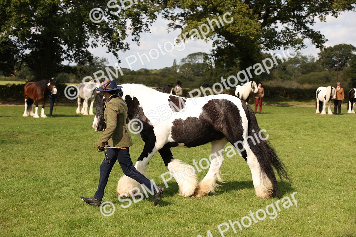 SBM_62288 - S55 - Traditional Cob In Hand
