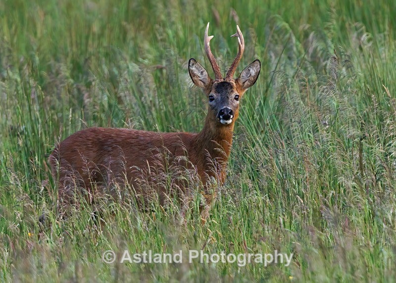 Roe Deer - Latest Images