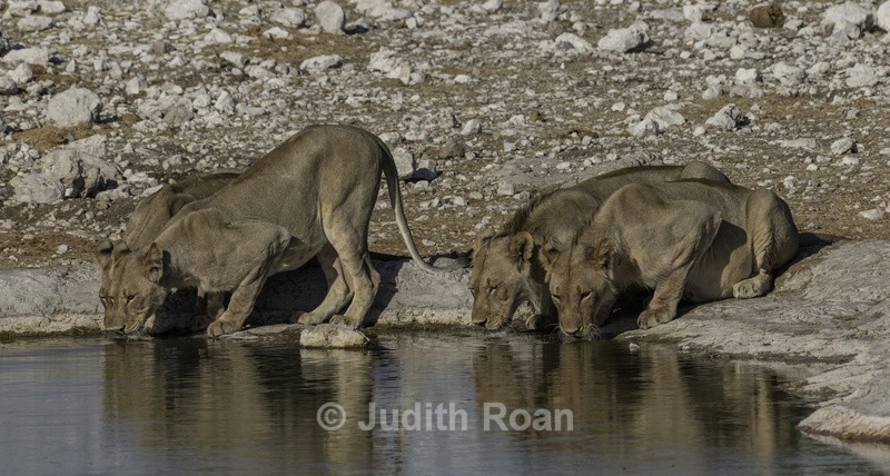 Lions Four at waterhole - Namibia 2022