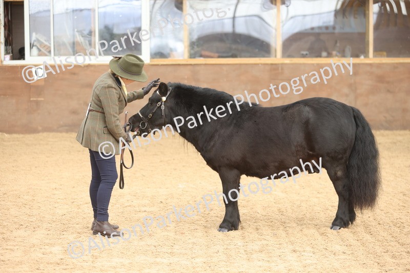 20251109-0071 - Class 4 - Stallions 4 Years and over