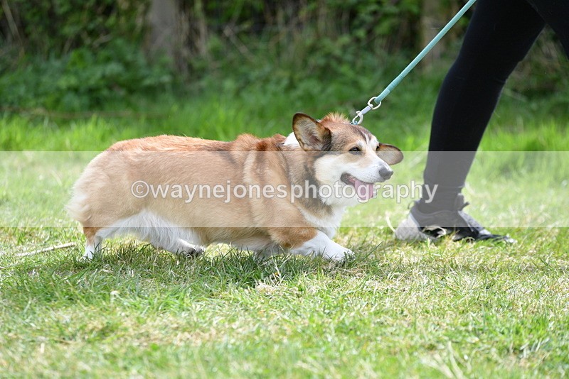WJ5_9635 - Class 3 Most Handsome Dog