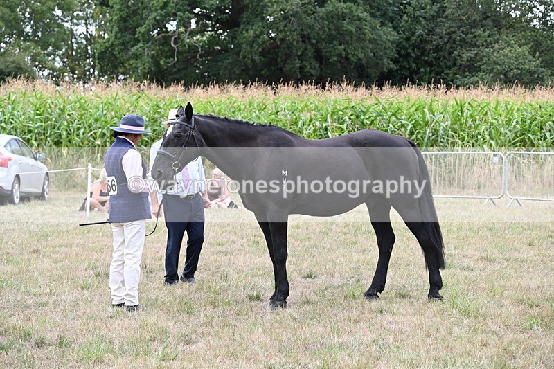 WJ6_6102 - Class 19 In-hand Veterans (Uploaded correct folder)