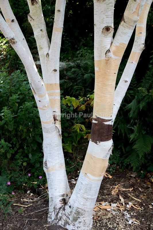 An original photograph by Paul Sandy - paulsandy.co.uk - Recent
