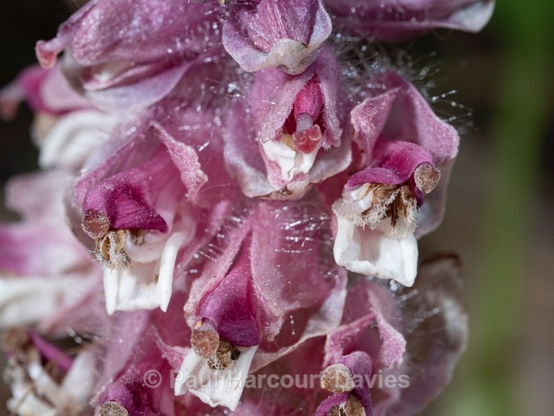 Toothwort (Lathraea squamaria) - Flower Portraits