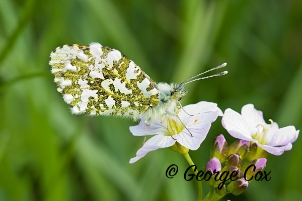 Orange Tip at Straws Bridge, Ilkeston