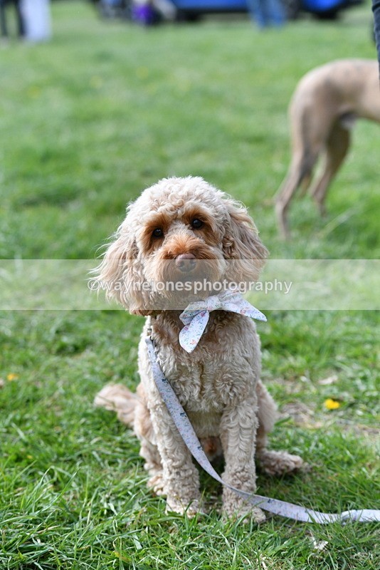 WJ5_9763 - Class 3 Most Handsome Dog