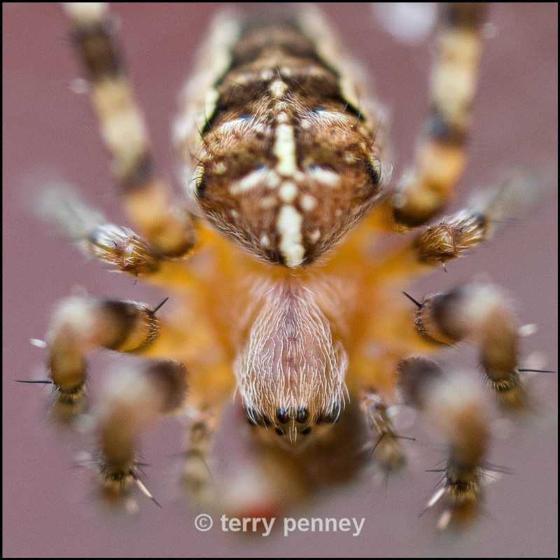  - Insects & Spiders