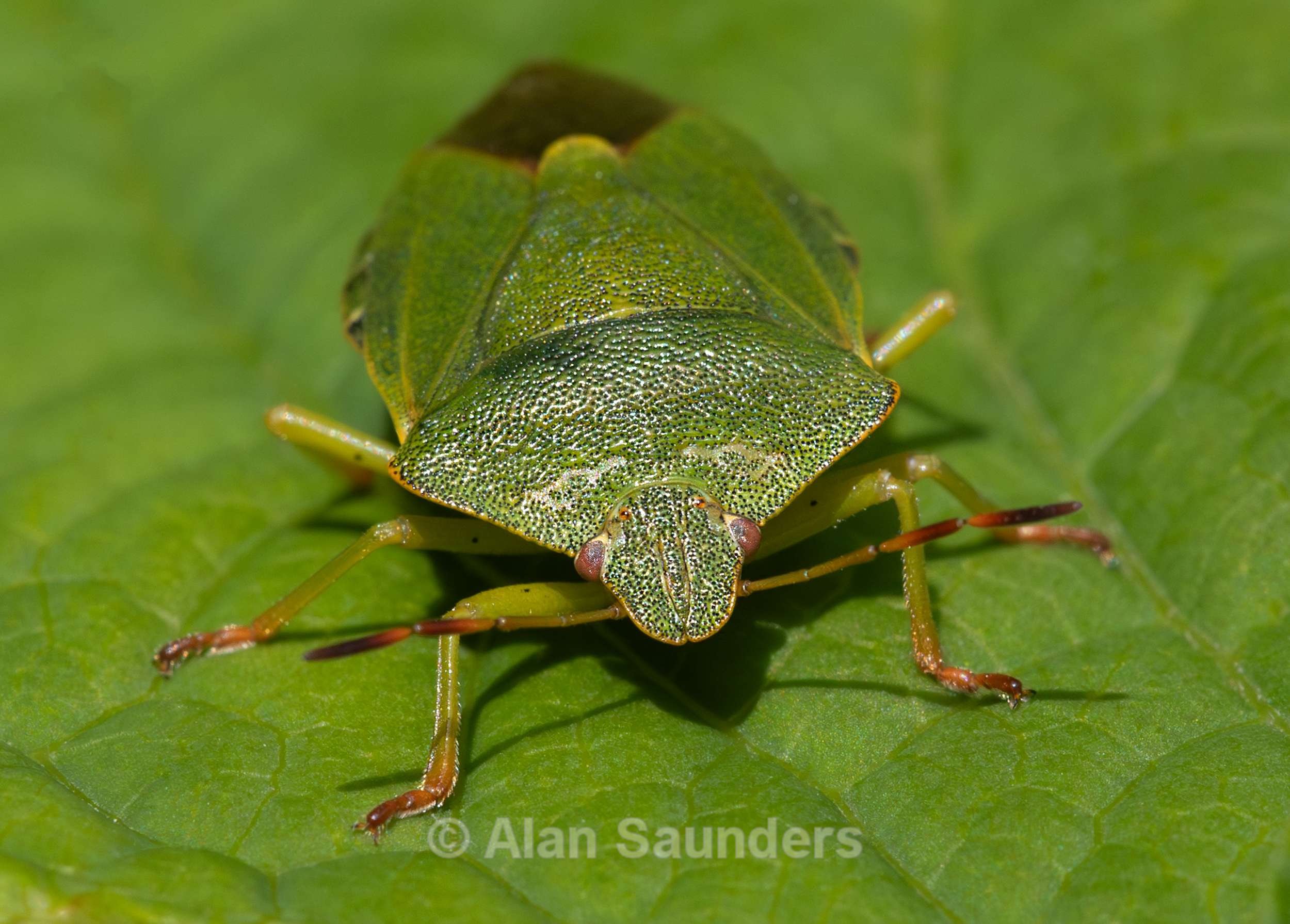 Green Sheild Bug 1
