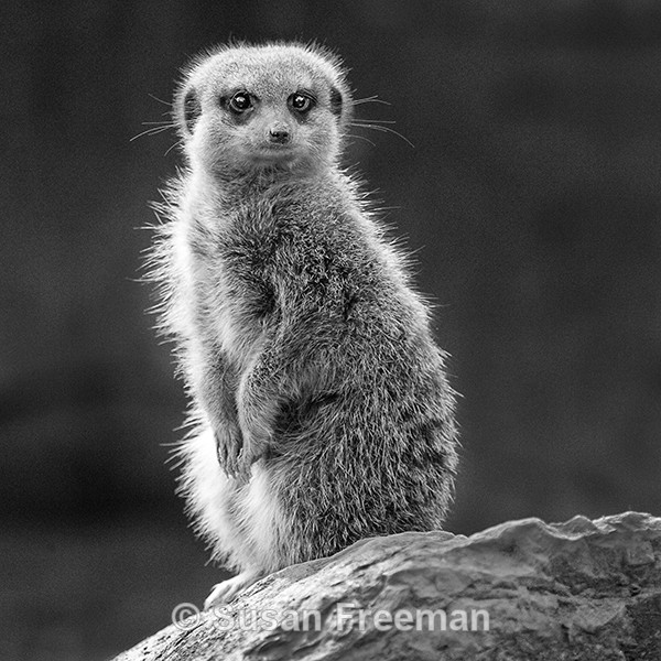 Meerkat - Other Animals
