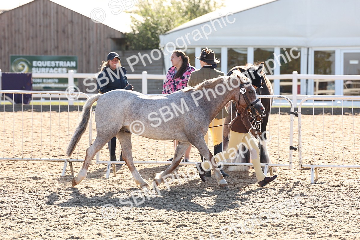 SBM_11656 - Class 203 - Young Handler 11 to 16 years