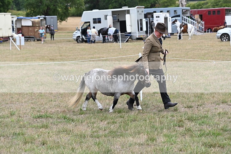 WJ6_5410 - Class 18 In-hand Coloured