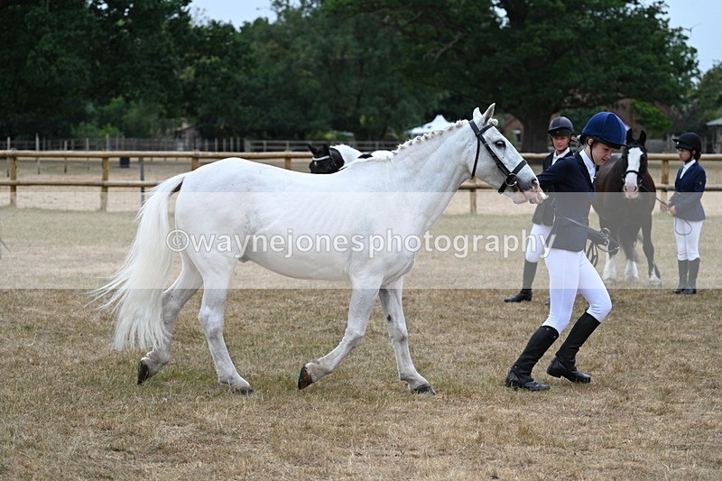 WJ7_9598 - Class 5 Most Handsome Gelding (up to 14.2hh)