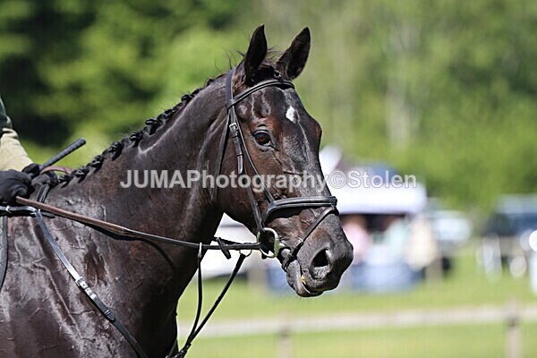 IMG_4150 - Working Hunter