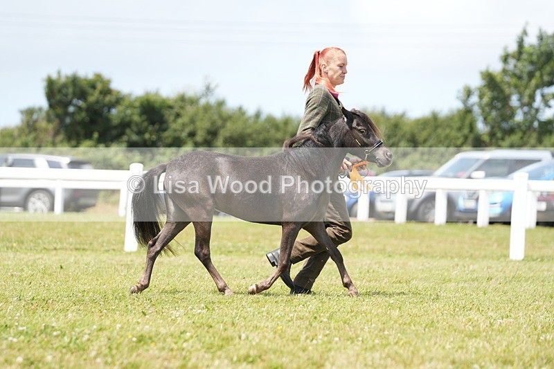 DSC06547 - Class 56: Miniature Horse 1, 2 & 3yr olds