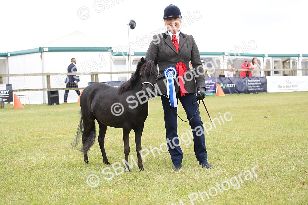 SBM_03556 - Class 23-25 - British Miniature Horse of the Year