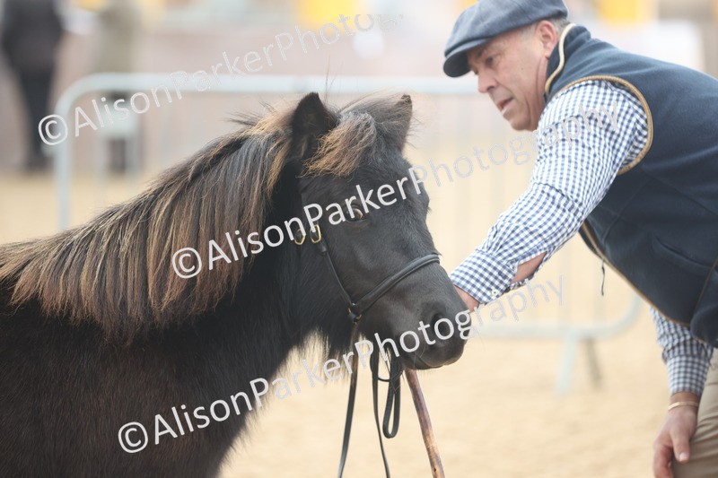 20251109-0014 - Class 2 - Yearling, Colt, filly or gelding