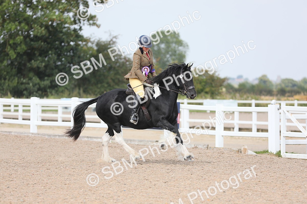 SBM_12882 - Class 307 Ridden Coloured Pony