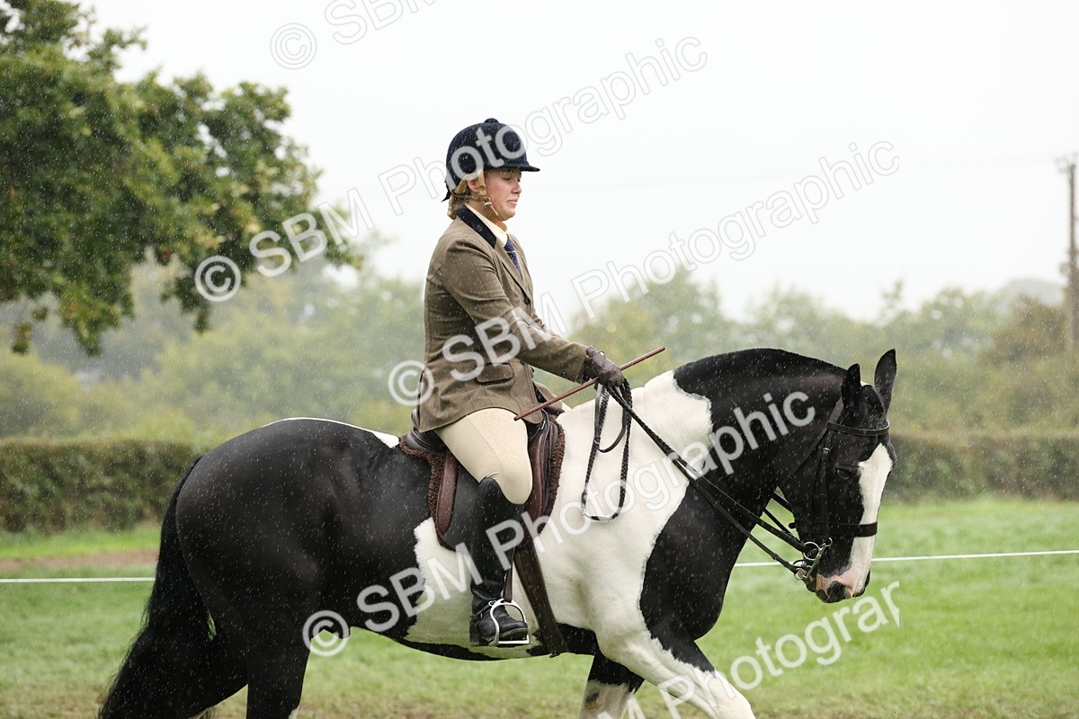 SBM_69781 - S69 - Show Cob Ridden