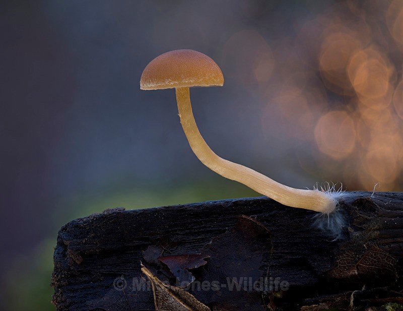 FUNGI 151 CROP - AUTUMN 2025 FUNGI/MUSHROOMS