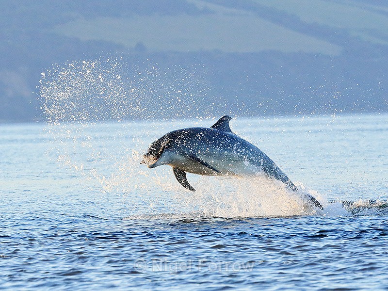 Jumping Bottlenose Dolphin carrying fish, Chanonry Point, Scotland - Dolphin