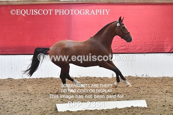 BPP_2354 - AFTERNOON 12.30 - 3.30PM