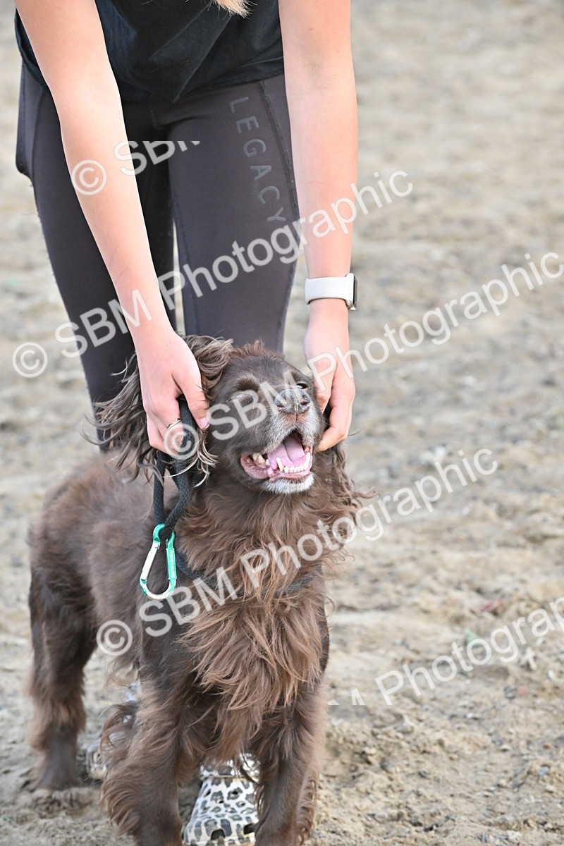 SBM_09538 - Lorry Dogs