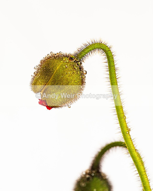 Iceland Poppy3 - Plants & Flowers